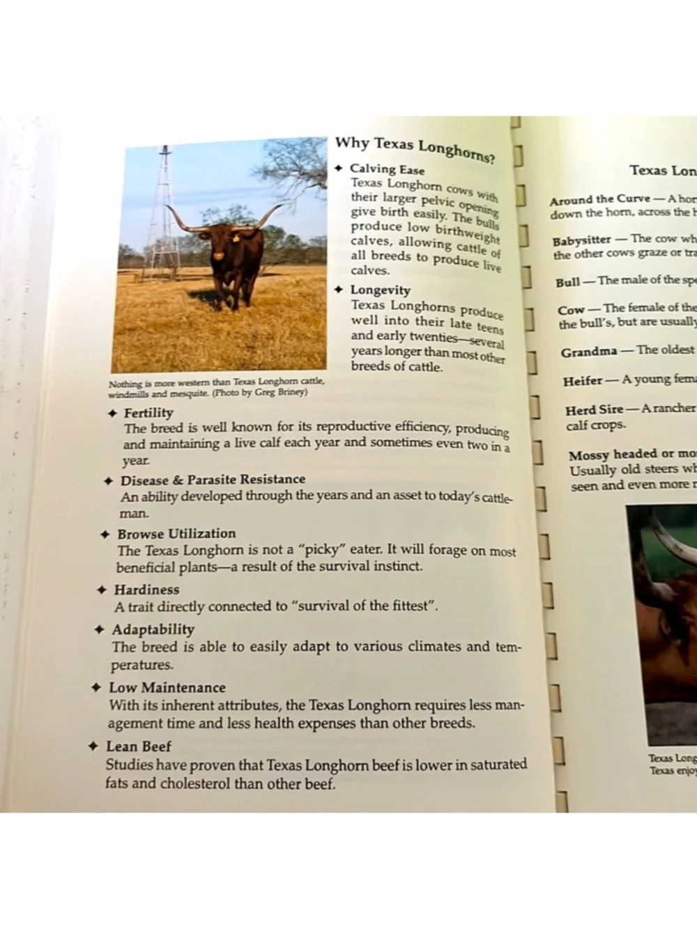 Texas Longhorn Cookbook and Campfire Tales texas longhorn